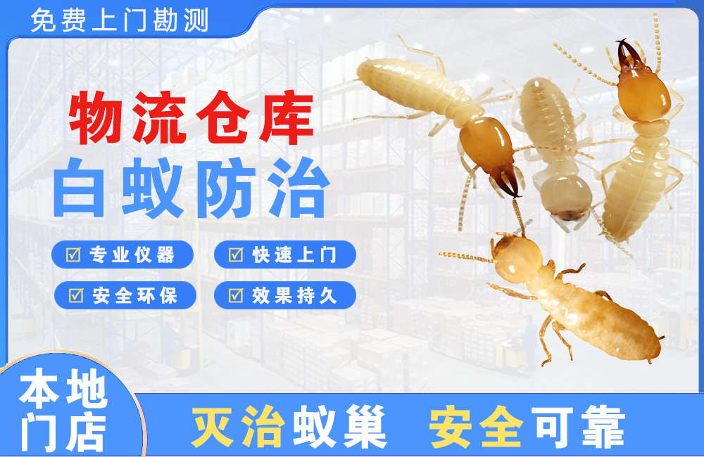 高安物流仓库白蚁防治